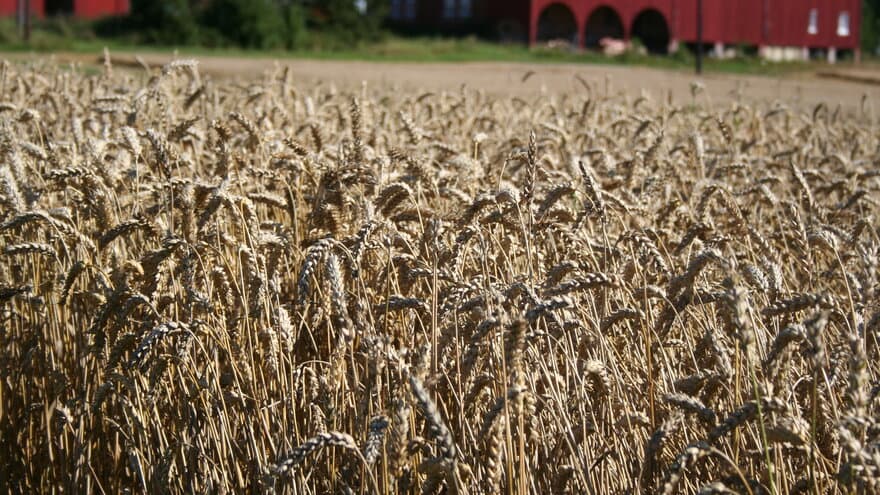 Høsthvete sås om høsten, overvintrer og starter veksten tidligere om våren året etter enn vanlig hvete som sås om våren. 