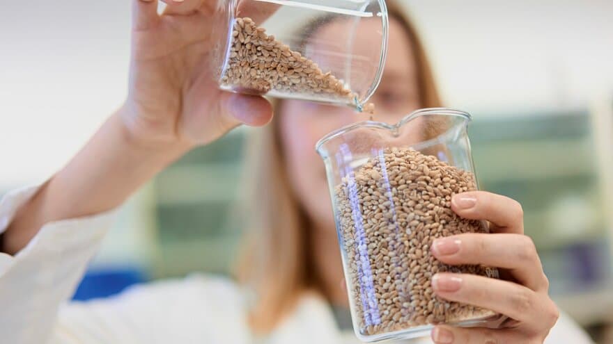 I et nytt, femårig masterprogram ved NMBU kan du studere vitenskapen bak maten, og utvikle ferdigheter i matproduksjon og produktutvikling. 