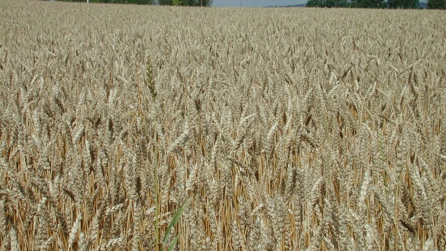 Hvete er den viktigste matkorn-arten i Norge, men i gjennomsnitt er det bare litt over 50 % av mathveten vår av norsk produksjon. 