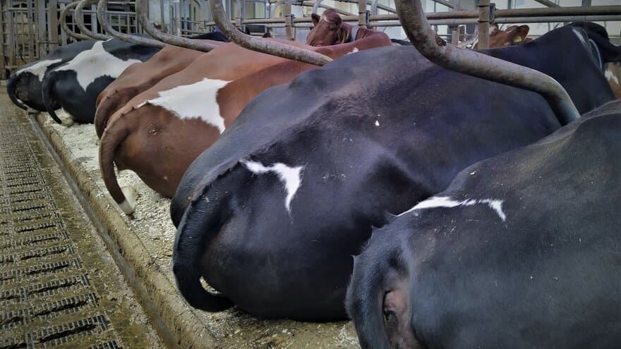 Dairy cows in a Norwegian loose housing barn