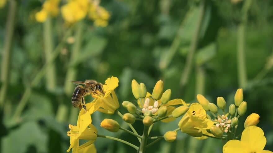Teorier om biekollaps har ført til mye unødvendig bekymring, ifølge forsker. I denne artikkelen forklarer han hvorfor.