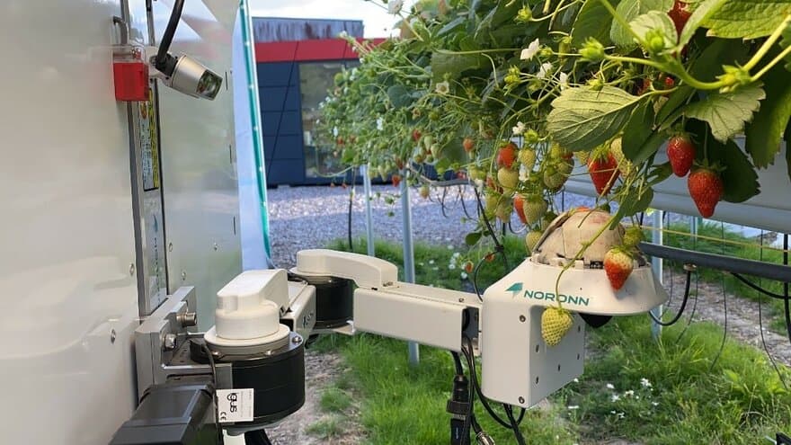 Innhøstingsrobot for jordbær