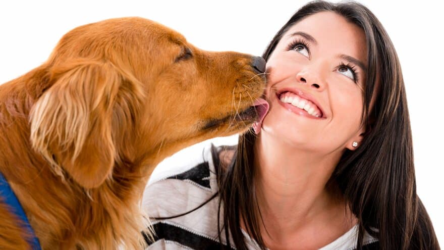 Når en hund slikker deg i ansiktet er det et uttrykk for hengivenhet, men atferden kan med fordel trenes til å bli positiv uten slikkingen. 