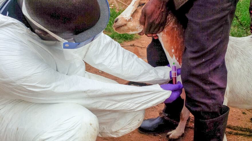 Antistoffer mot ebolavirus og Marburgvirus ble påvist hos husdyr i Uganda. Det kan bety at husdyr blir mellomvert mellom ville dyr og mennesker. 