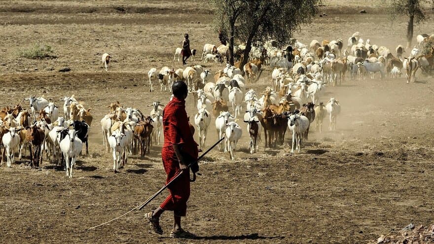 Maasai-gjeter