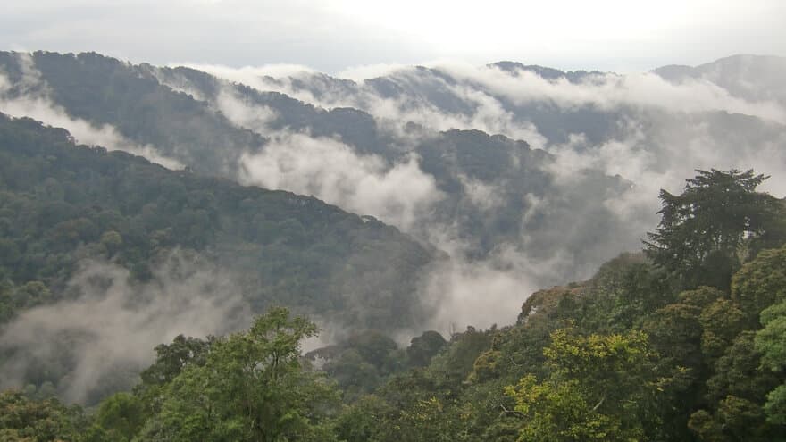 Montane forest in Rwanda.
