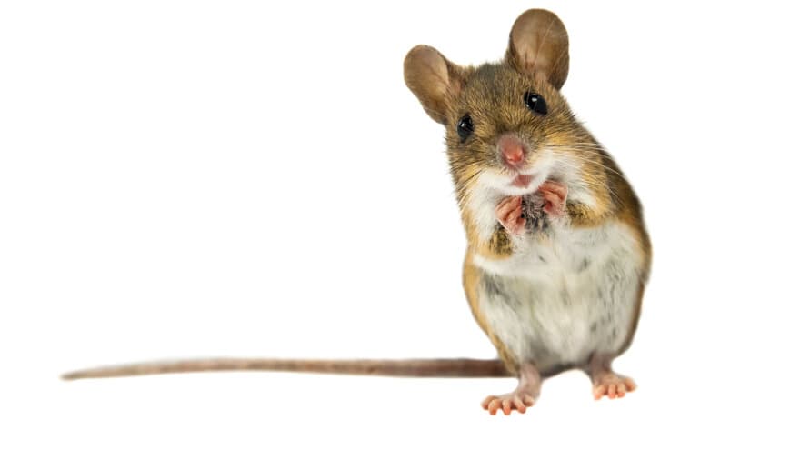 Genmodifiserte mus som blir utsatt for relativt lave doser gammastråling over tid tar skade av strålingen. 
