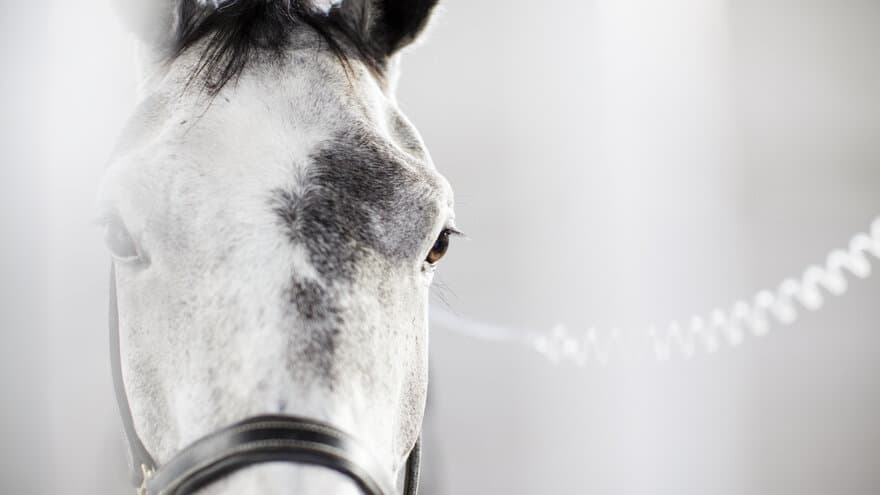 Dyreskehuset – hest søker hjelp til forskningsprosjekt.