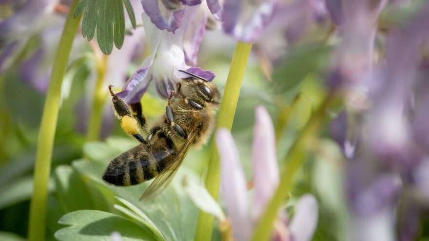 Bier har lidd av massedød, Colony collaps disorder (CCD). Noe av årsaken kan være bruk av visse typer plantevernmidler. Nå har forskere ved NMBU Veterinærhøgskolen fått frie forskningsmidler til å grundig undersøke hvordan spesifikke reseptorer i blant an