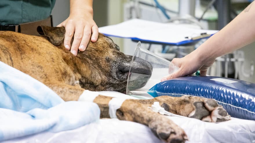 I august 2019 fikk Små­dyr­klinikken inn­ ­u­vanlig mange hunder med blodig diaré og oppkast. Mange var svært syke og flere enn ­normalt, døde. Dette er et illustrasjonsfoto.