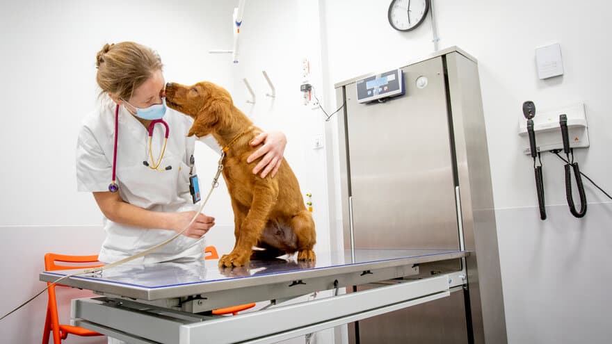 Balder (3 mnd) ble den første pasienten på det nye Dyresykehuset - smådyr på Ås. Han fikk en helsesjekk og vaksine av veterinær Heidi Sjetne Lund. 