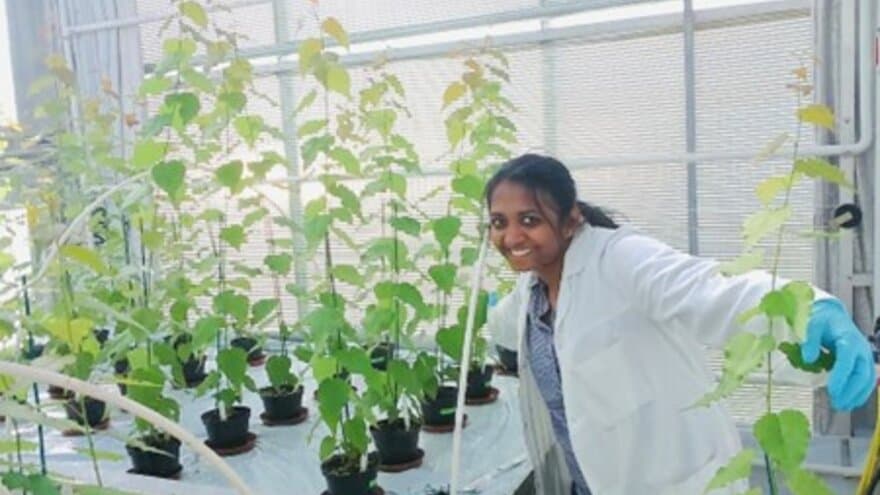 Niveditha Umesh Katyayini brukete poppler som modellplante i doktorgradsarbeidet