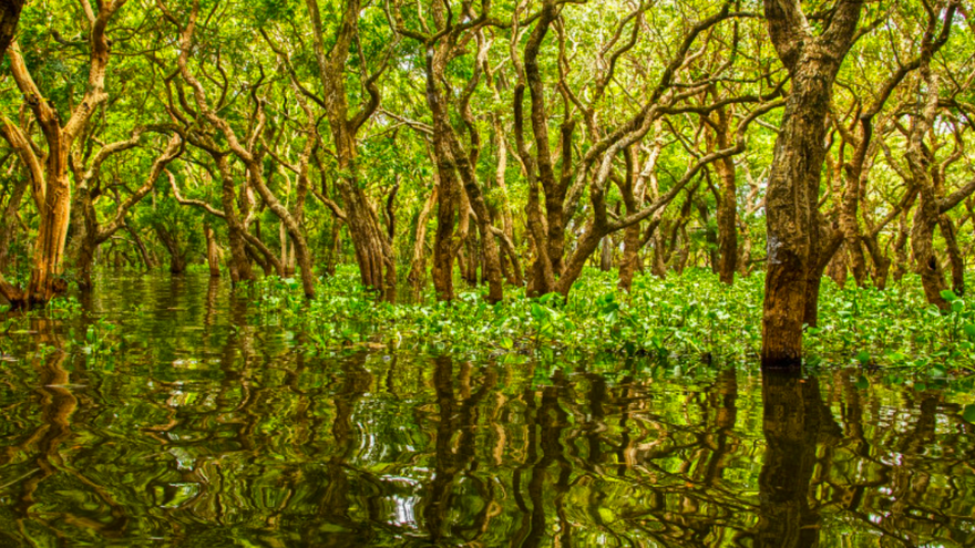 Mangroveskog