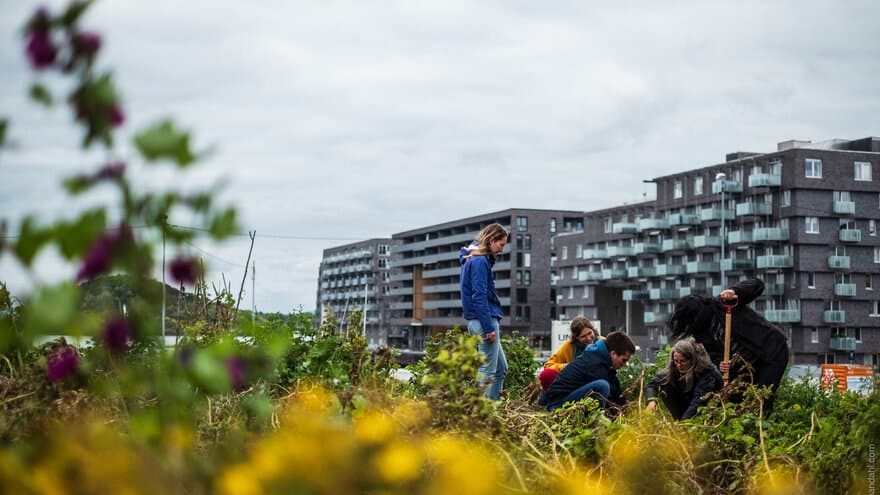 Urban agriculture at Losæter