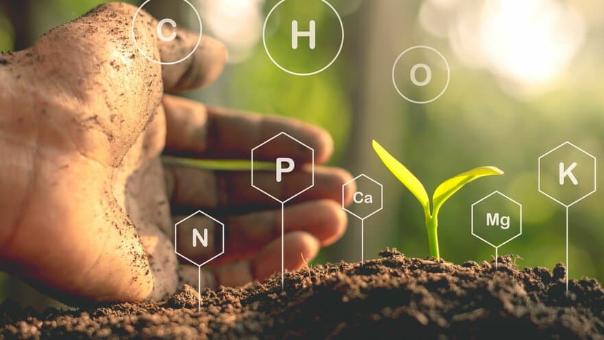 Jord, bakterier, frø, sol, hånd, plante som vokser