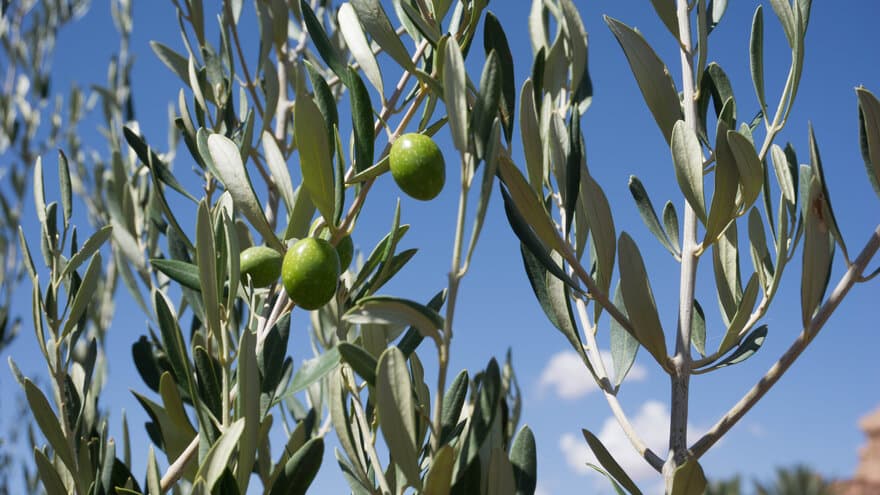 Oliventre med grener og frukt. 