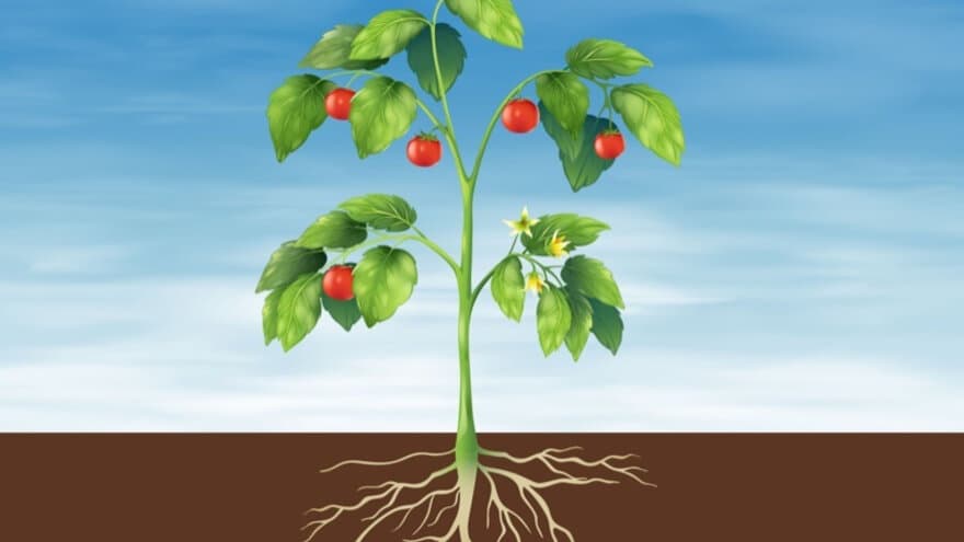Tomatplanters rotsystem.
