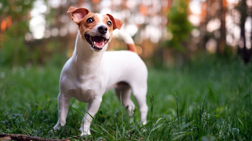 På bildet vises en Jack Russell Terrier. Dyresykehuset – smådyr søker små hunder med korsbåndssykdom til en studie om beste behandlingsmetode. Deltakelse i studien, inkludert all behandling, er gratis for eier.