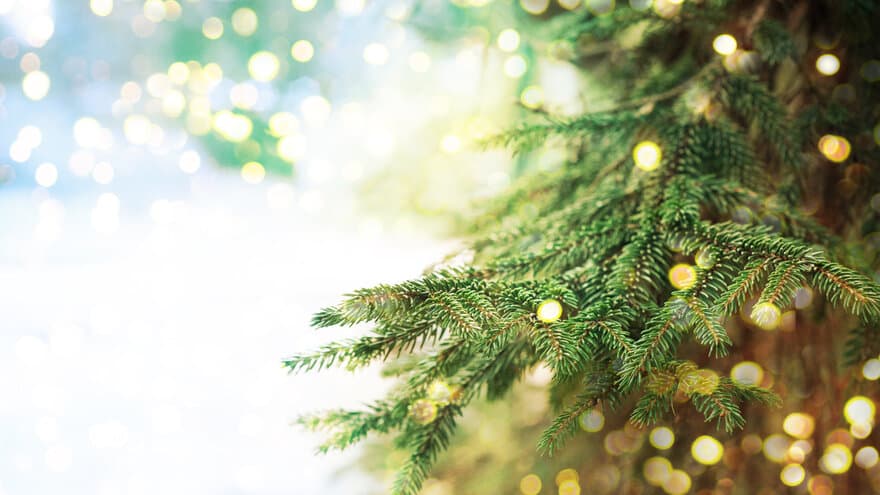 Hva er den mest bærekraftige julemiddagen? Og skal du velge gran, furu eller plast til juletreet? Forskere på NMBU vet råd.