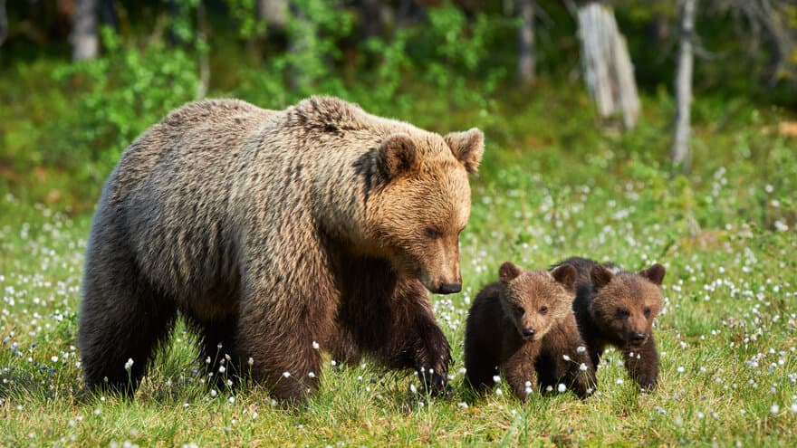 Bjørnemor med unger