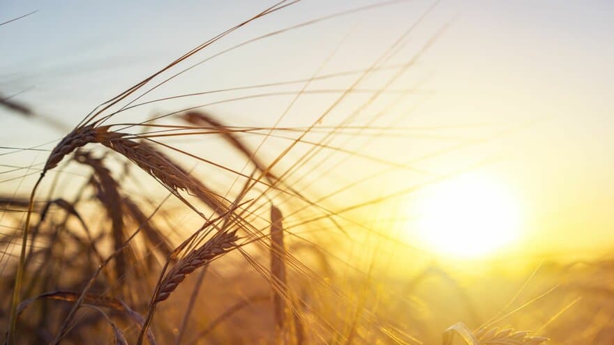 Vakker natur solnedgang landskap. Gylden hvete. Landlige scene under sollys. Sommerbakgrunn av landbruk, landskap. Natur innhøsting. Hvete naturlig produkt.