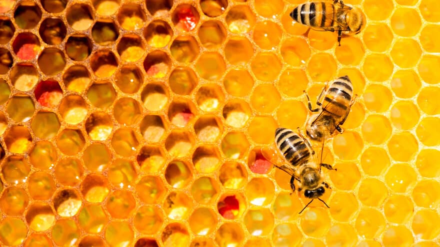 Honningbier