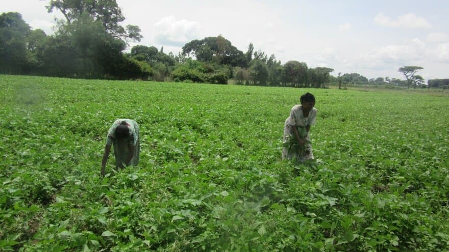 Female farmers in Ethiopia weeding their plot.