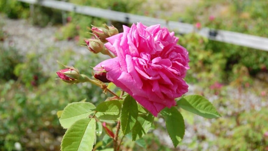 Molderosa var forsvunnet, men ble funnet igjen i Roseaksjonen og er nå bevart i rosesamlingen ved UMB. 