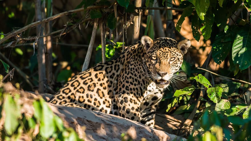 Jaguar, Amazonas, Peru