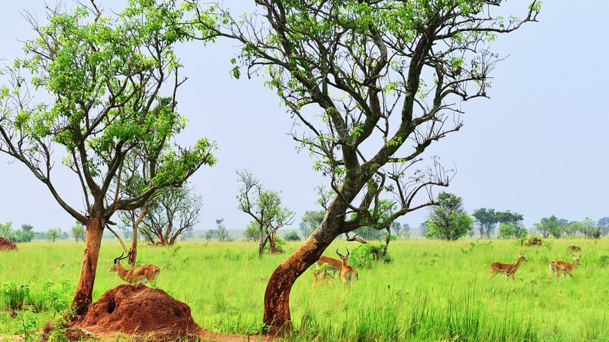 Antiloper som beiter på morgenkvisten i Uganda. 