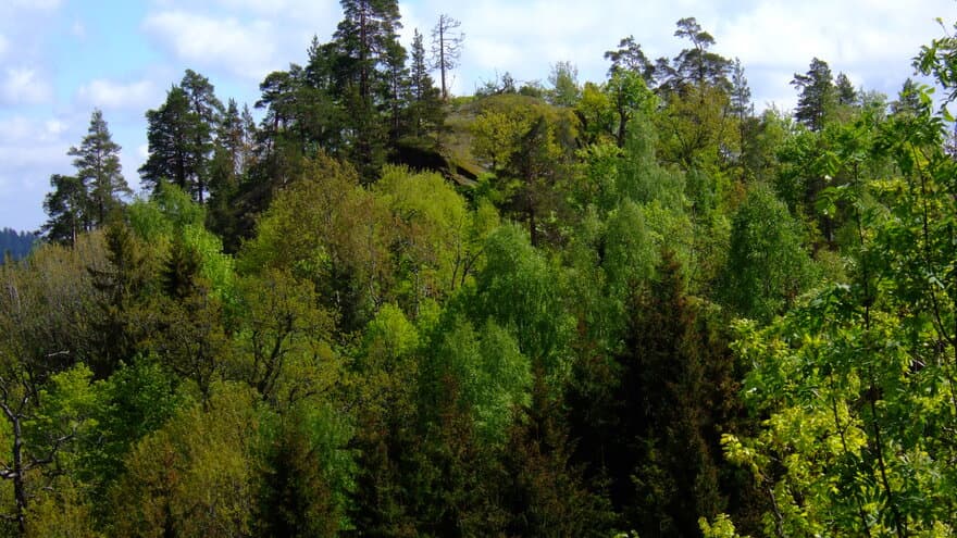 Variert skoglandskap - Vemannsås naturreservat