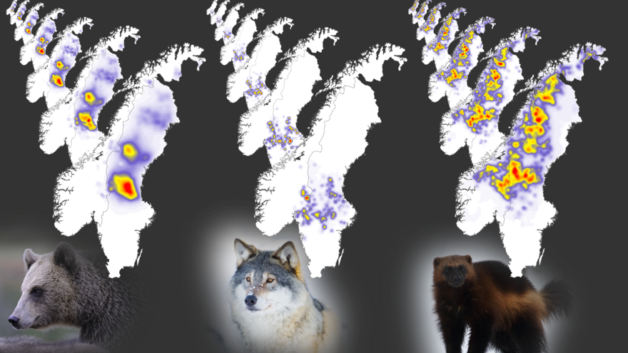 Annual maps of population densities of brown bears, grey wolves, and wolverines in Scandinavia from 2012 to 2018. 
