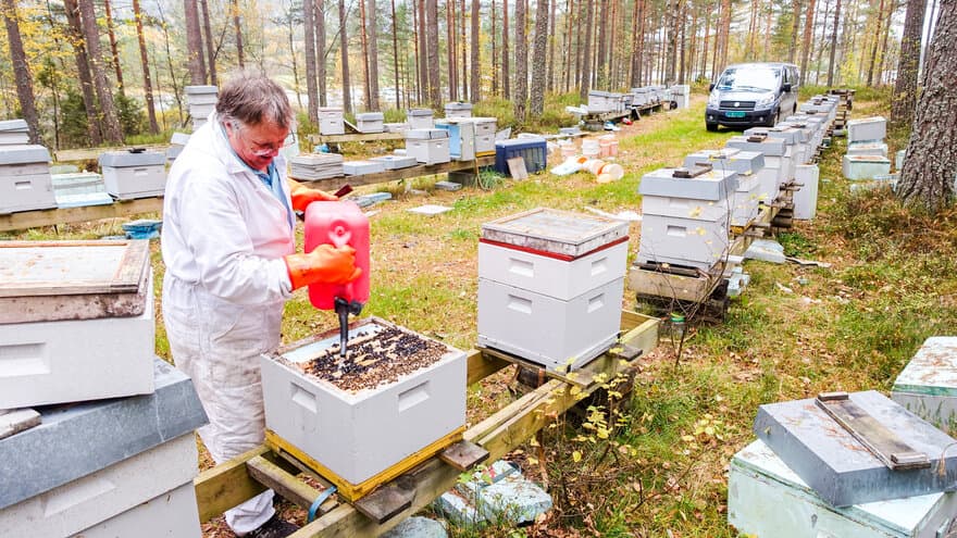 Næringsbirøkter Steinar Bjellås i Aust-Agder dreper biene sine. Også én gang tidligere ble han pålagt å destruere alt av utstyr og drepe husdyrene sine. 