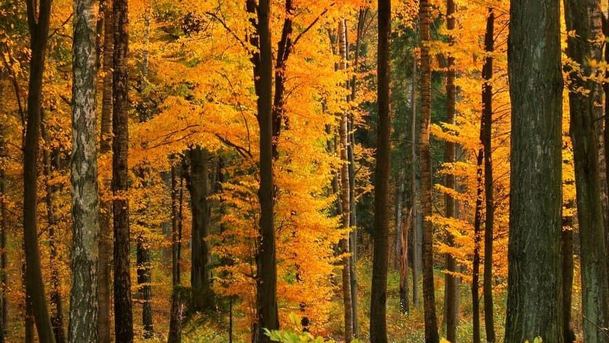 Skogen kan bidra på mange måter til den nye bioøkonomien. 