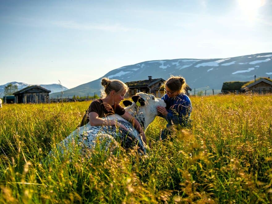 Norske kyr på gress i norsk fjellandskap