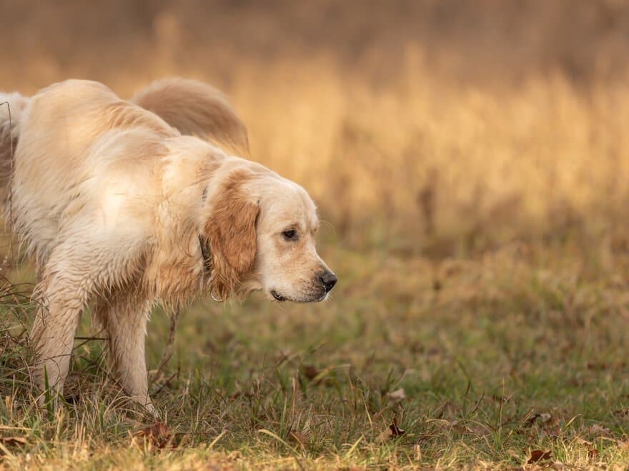 Golden retriever hund tisser på høyt gress.