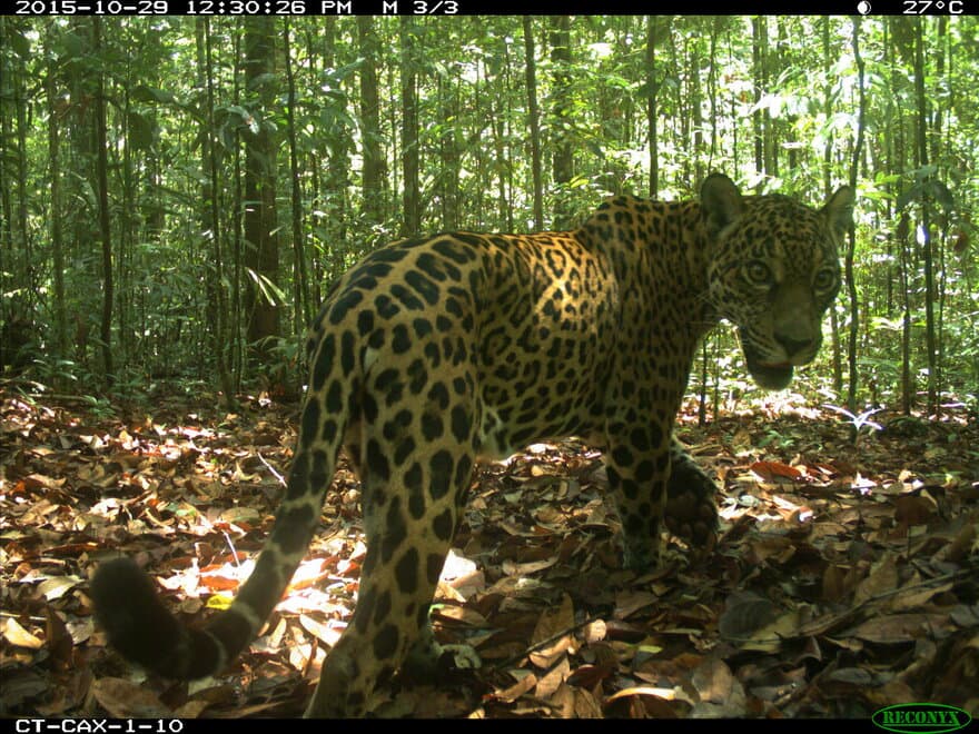Jaguar in rainforest. 