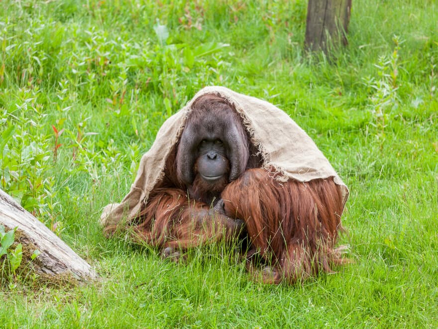 Orangutang i Dyreparken i Kristiansand