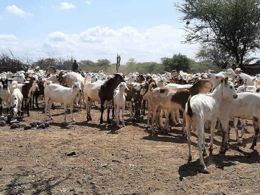 Grazing cattle in Kenya's southern drylands. NMBU's Edwige Marty studied how pastoral cattle farmers in Kenya adapt to climate change. 
