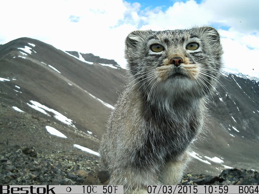 The Pallas's cat (Otocolobus manul), also known as the manul.