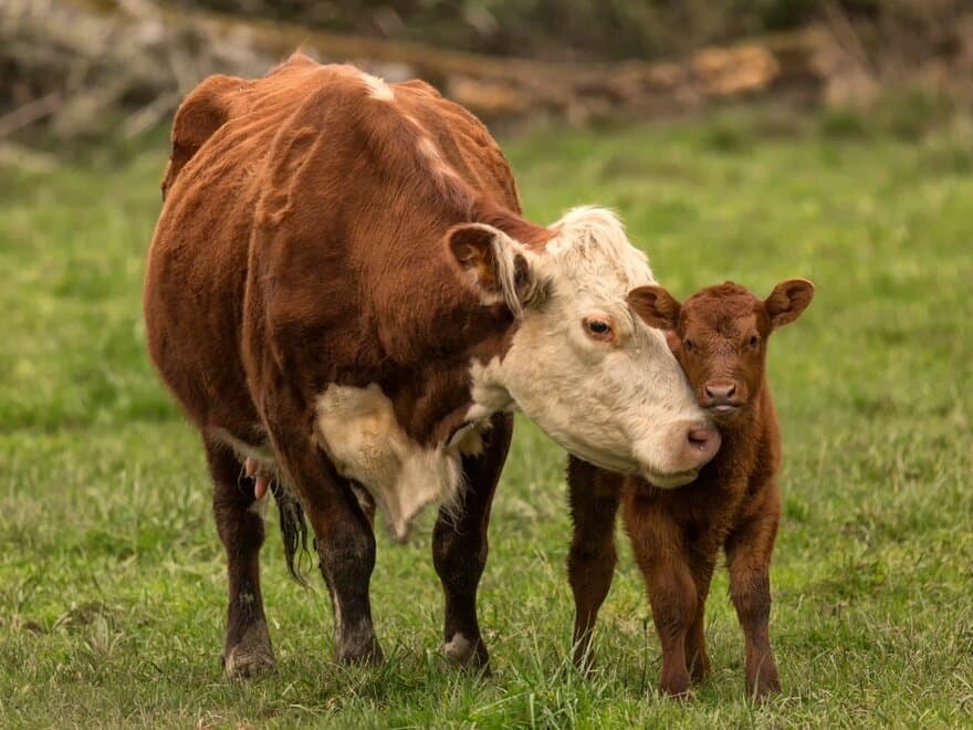 SmartCare er et prosjekt der man skal ha ku og kalv gående sammen i fjøset de første ukene etter fødsel for å se hva slags effekt dette har på kua og kalven. 