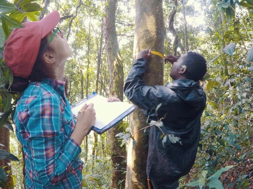 Cuni-Sanchez and M. Batumike (student) measuring trees in Kahuzi-Biega National Park, Democratic Republic of the Congo.

