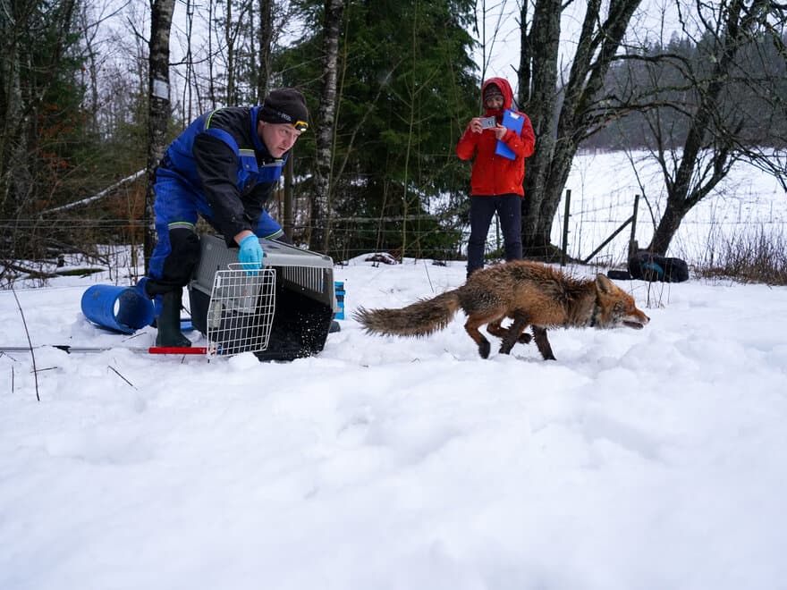 A captured female fox is released after GPS-collaring by R. Bischof, with PhD student Ehsan Moqanaki looking on. 