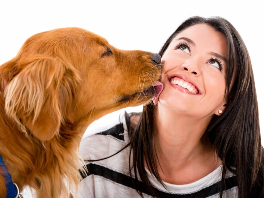 Når en hund slikker deg i ansiktet er det et uttrykk for hengivenhet, men atferden kan med fordel trenes til å bli positiv uten slikkingen. 