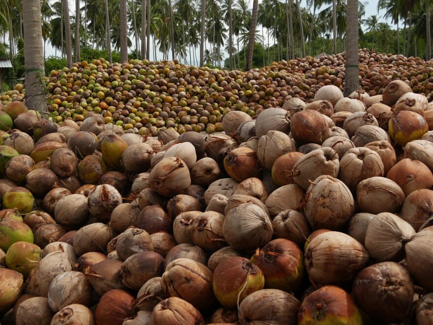 Kokosnøttplantasje. 