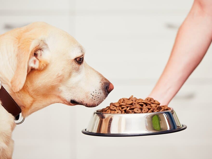 Kvaliteten å proteinet som brukes i hundefôr varierer mye, men det får ikke kunden informasjon om. 