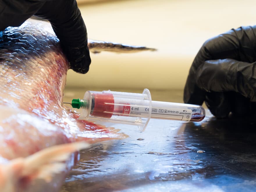 Veterinærstudenter i åttende semester på kurs i akvamedisin på Frøya mai 2018. Her får studentene prøve å ta blodprøver av laks.