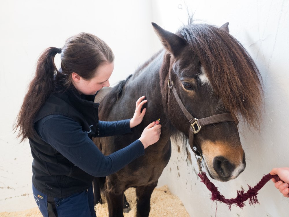 Bildet viser en dyrepleier som tar blodprøve i halsen på en hest.