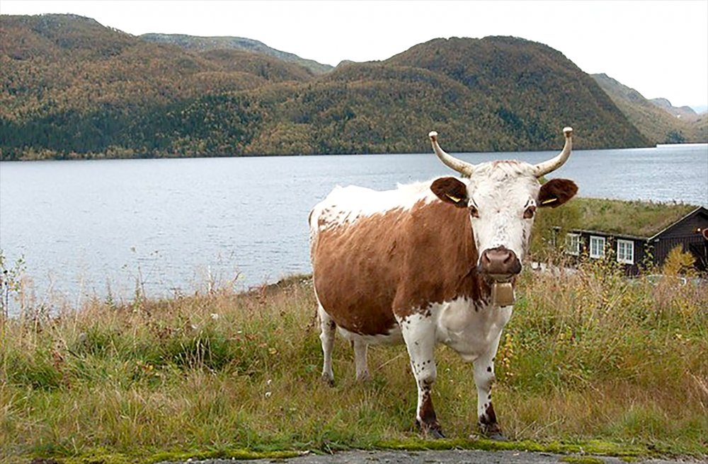 Foto: Anna Rehnberg, NIBIO, Norsk genressurssenter