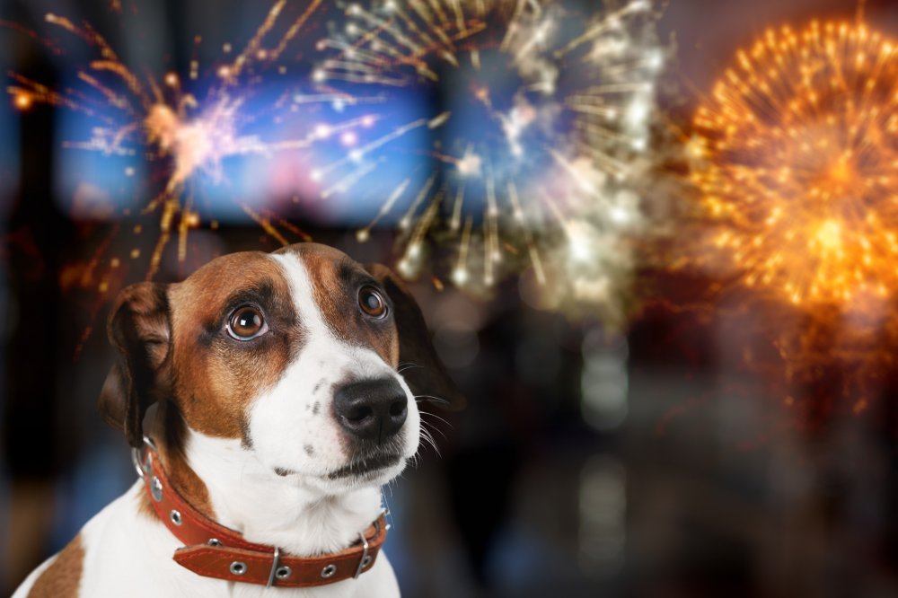 Bildet viser en hund med fyrverkeri i bakgrunnen.